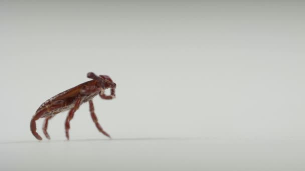 Blood-sucking tick cleans his legs on the white background — Stock Video