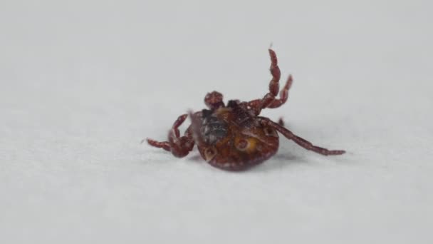 Blood-sucking mite tries to stand up from its back to legs on the white background — Stock Video