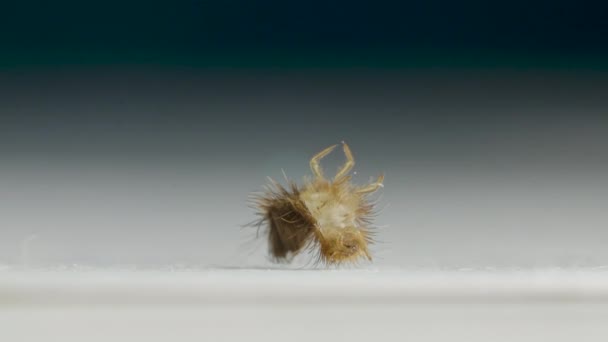 털 이 많은 애벌레가 엄청나게 많은 무리를 이루어 머리 위에서 뒤에서 다리로 이동 한다 — 비디오