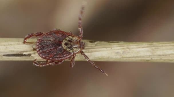 Un ácaro chupador de sangre se arrastra en la ramita de hierba del bosque para encontrar a la víctima — Vídeos de Stock