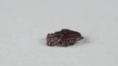 Kan emici kene beyaz arka planda sürünür, makro