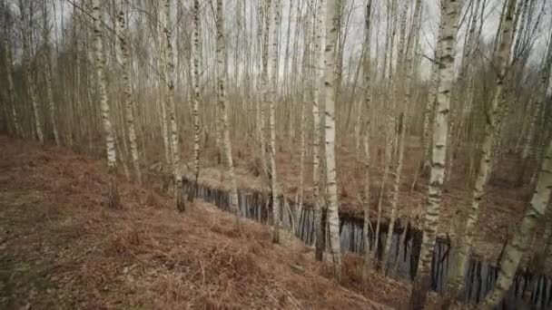 Een riviertje in de herfst bos op een bewolkte dag — Stockvideo