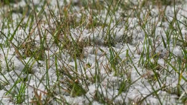 Timelapse de neve derretendo revelando grama verde — Vídeo de Stock