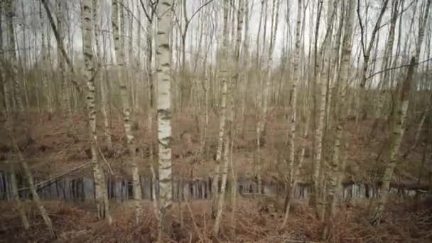 Un pequeño río en el bosque de otoño en un día nublado — Vídeos de Stock