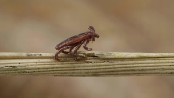 Bloedzuigende teek vindt het slachtoffer op de grasspriet in het bos. — Stockvideo