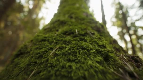 Movimiento POV mirando hacia arriba desde los ojos de los animales en el tronco del árbol de abajo hacia arriba — Vídeo de stock