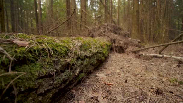 Close up tracking shot lungo un albero caduto sdraiato sul pavimento della foresta in primavera — Video Stock