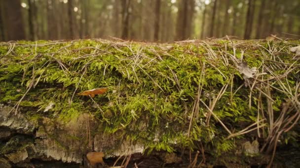 Close up tracking shot langs een omgevallen boom liggend op de bosbodem in het voorjaar — Stockvideo