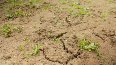 Kırık toprakta büyüyen küçük filizler.