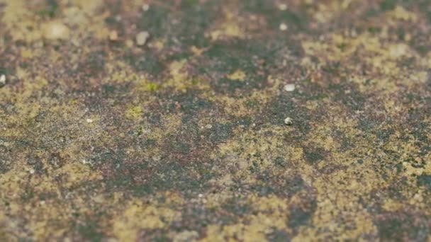 Textura de piso de hormigón en macro, plano suave de la muñeca — Vídeo de stock