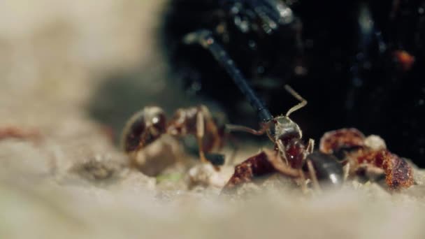 Агрессивная атака муравьев на шмель на земле в лесу — стоковое видео