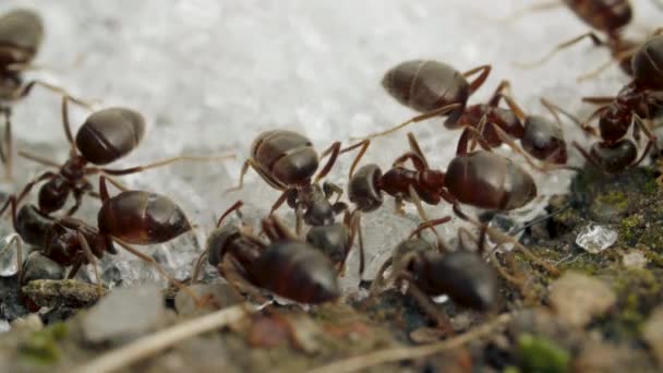 Extremo primer plano de una hormiga roja comiendo migas de azúcar en el día de verano, macro — Vídeo de stock