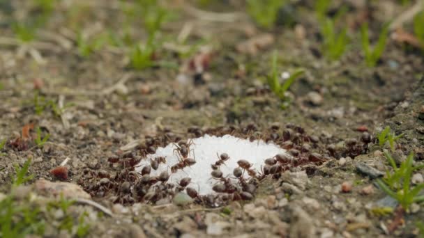 Primo piano estremo di una formica rossa che mangia briciole di zucchero nella giornata estiva, macro — Video Stock