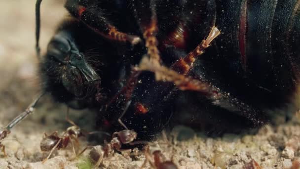 Ataque agressivo de formigas ao bumblebee no chão na floresta — Vídeo de Stock