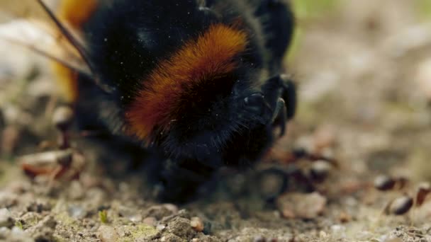 Agressieve aanval van mieren op hommel op de grond in bos — Stockvideo