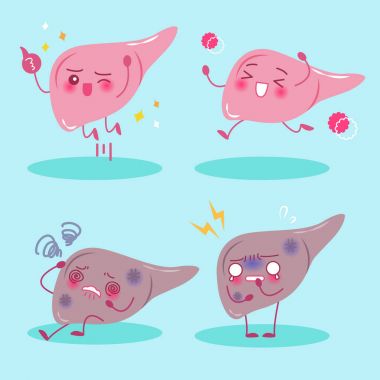 karaciğer sağlığı kavramı ile