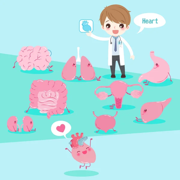 Cartoon doctor with organ — Stock Illustration Cartoon doctor with organ Royalty Free Stock Vectors