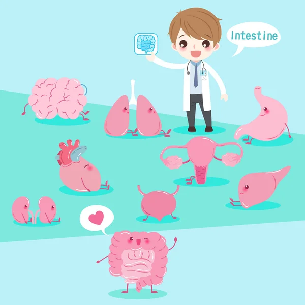 Cartoon doctor with organ — Stock Illustration Cartoon doctor with organ Vector Graphics