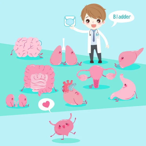 Cartoon doctor with organ — Stock Illustration Cartoon doctor with organ Royalty Free Stock Illustrations