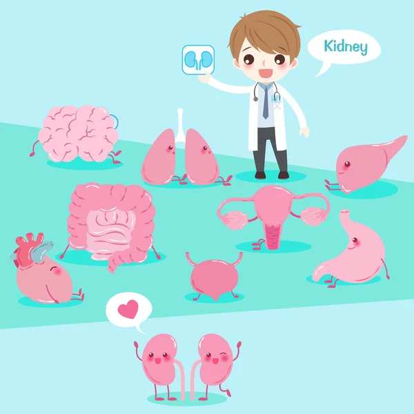 Cartoon doctor with organ — Stock Illustration Cartoon doctor with organ Royalty Free Stock Vectors
