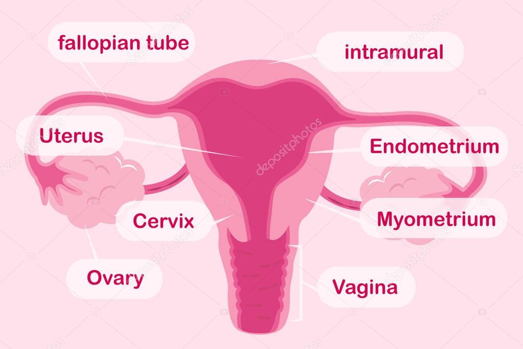 cute cartoon uterus 