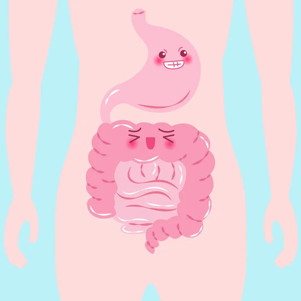 Intestino e estômago dos desenhos animados —  Vetores de Stock