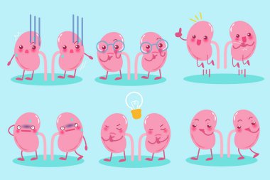 sevimli çizgi böbrek