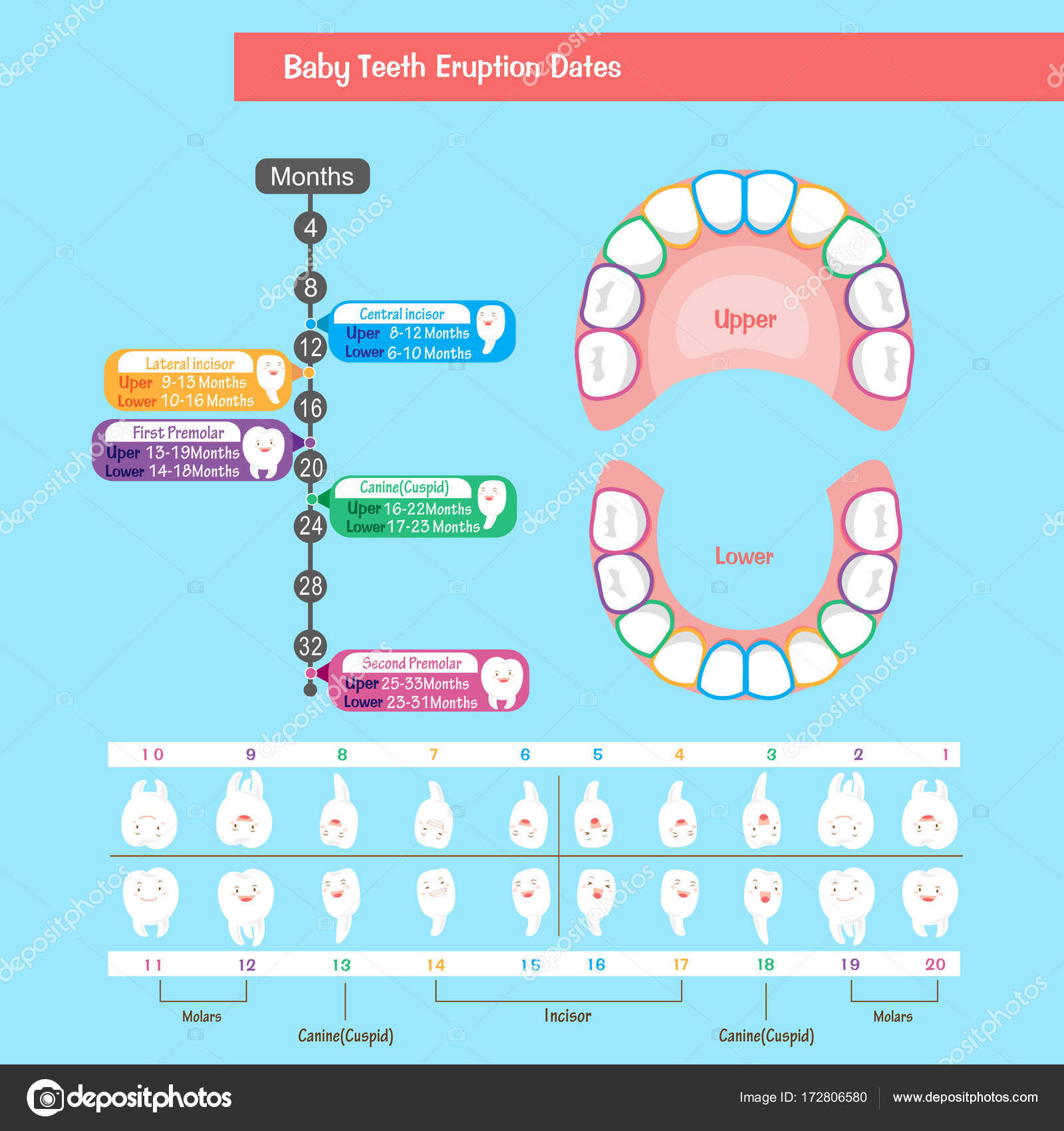 Названия зубов у детей с картинками молочных