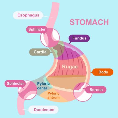 cartoon stomach structure clipart