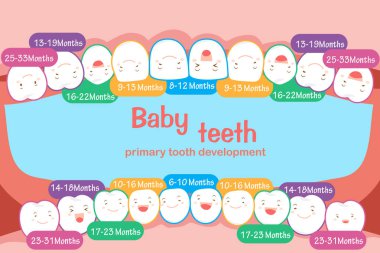baby tooth chart clipart