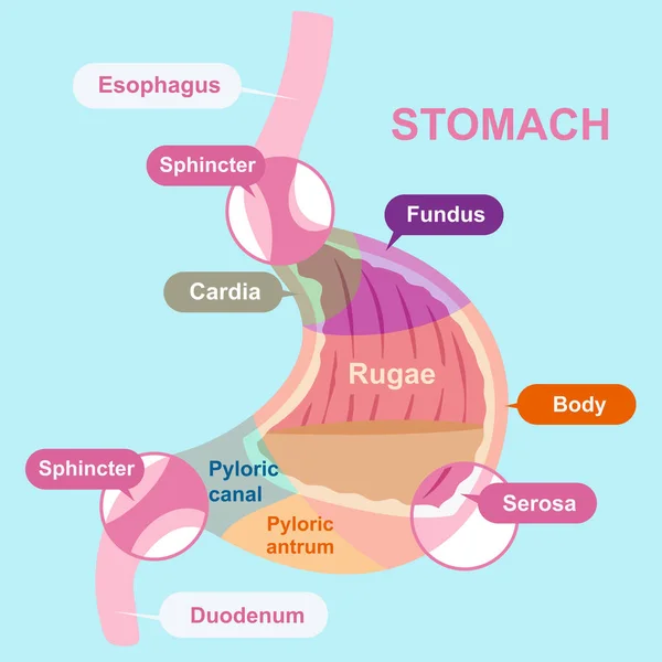 Cartoon stomach structure — Stock Vector