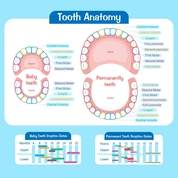 Диаграмма молочных зубов — стоковый вектор