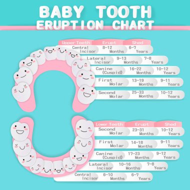 cartoon baby tooth  clipart