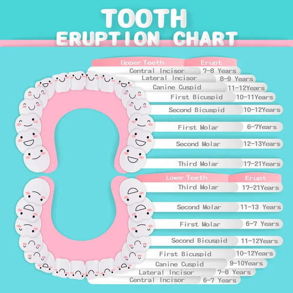 치아 분화 차트 — 스톡 벡터