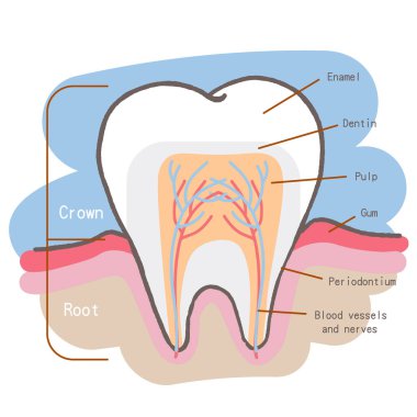 cartoon tooth chart  clipart