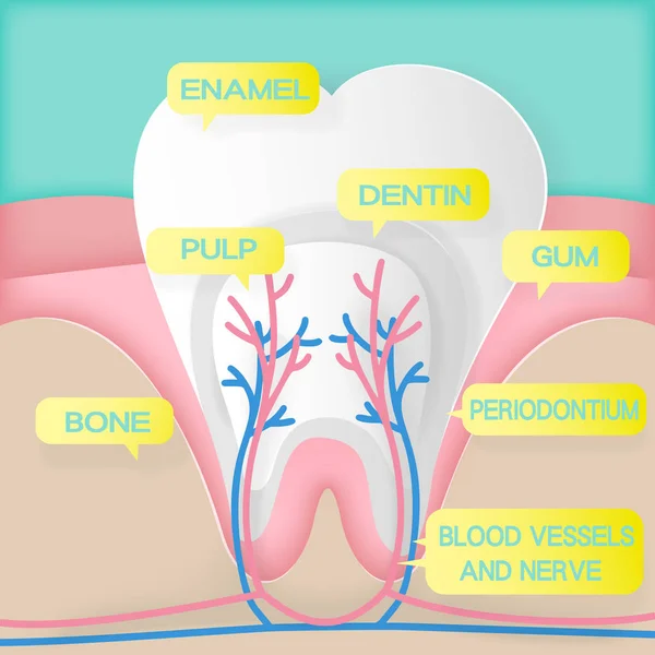 可爱的卡通牙齿结构 — 图库矢量图片