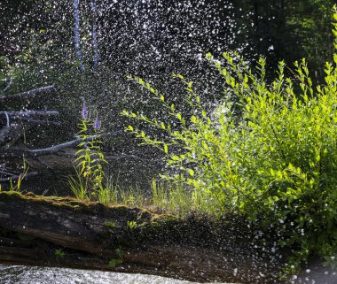 Nehrin ortasında, parlak şeffaf nehir suyuyla, güneşte, yosunlarla kaplı mor çiçekler açıyor..