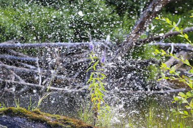 Nehrin ortasında, parlak şeffaf nehir suyuyla, güneşte, yosunlarla kaplı mor çiçekler açıyor..