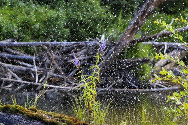 Nehrin ortasında, parlak şeffaf nehir suyuyla, güneşte, yosunlarla kaplı mor çiçekler açıyor..