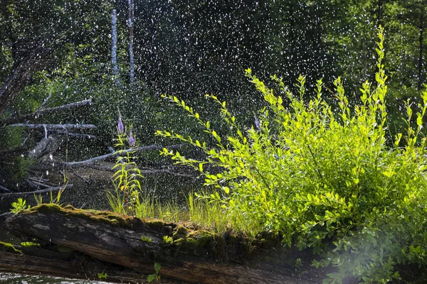 Flores de color púrpura en el tronco con musgo, en medio del río, en brillante spray transparente de agua del río, en el sol . —  Fotos de Stock