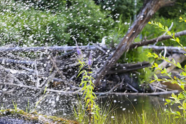 Kvetoucí fialové květy na kmeni s mechem, uprostřed řeky, v jasně průhledné spršce říční vody, na slunci. — Stock fotografie