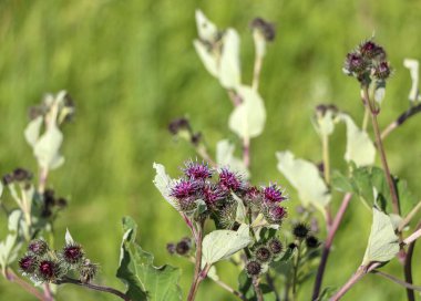 parlak çiçek açan mor dikenli devedikeni. Çiçek açan ve olgunlaşan tıbbi ve kozmetik bitkileri, bahar yeşili çimenlerin arka planına karşı.