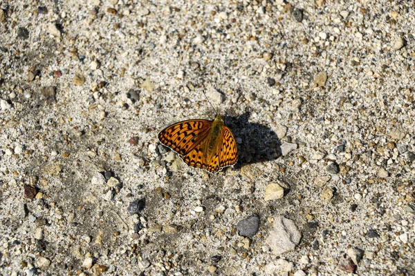 Первая Весенняя Оранжевая Бабочка Распростертыми Крыльями Сидит Тротуаре Греется Солнце — стоковое фото