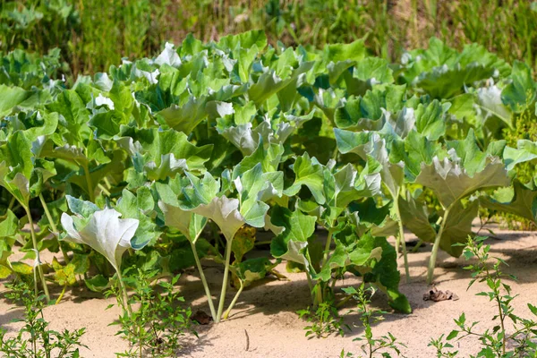 Medicinal and cosmetic plant burdock growing on the banks of the river in wet sand. Bright green burdock leaves for cosmetics or medicines. Natural food and natural ingredient.