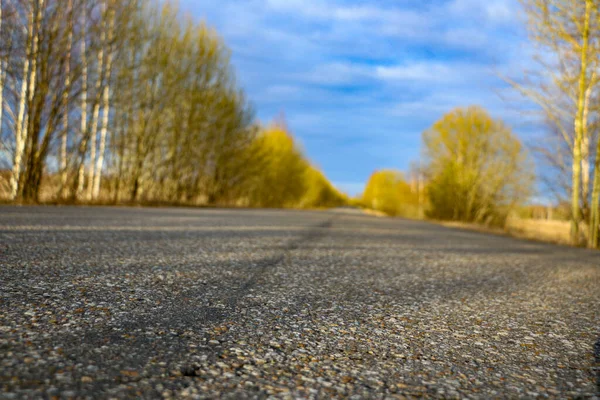 spring forest road on a sunny morning, with blue sky and white fluffy clouds. Country asphalt road in golden sunshine, between young trees and bushes with the first spring leaves.