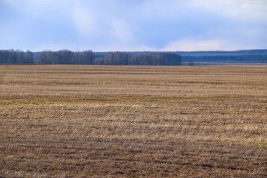 İlkbahar tarlası sarı sonbahar otlarıyla kaplıdır. İlkbaharın başlarında kırsalda. Geçen yıl tarladaki çimenler, bahar sabanı ve yeni tarım mevsiminden önce..