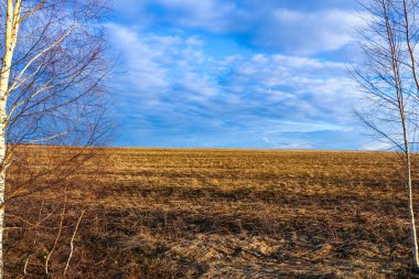 İlkbahar tarlası sarı sonbahar otlarıyla kaplıdır. İlkbaharın başlarında kırsalda. Geçen yıl tarladaki çimenler, bahar sabanı ve yeni tarım mevsiminden önce..