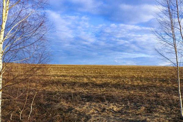 Frühlingsfeld Mit Gelbem Herbstgras Bedeckt Vorfrühling Auf Dem Land Letztes — Stockfoto