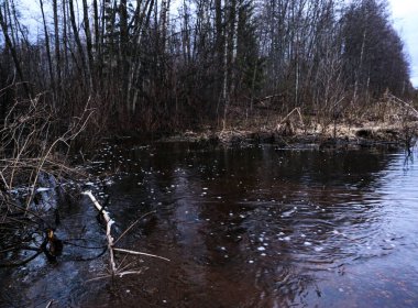 Ormanın ortasında sonbahar bataklığı. Ağaçların, engebelerin ve kırık huş ağaçlarının arasındaki bataklık. Akan dereler ormanda büyük bataklık birikintileri oluşturur..