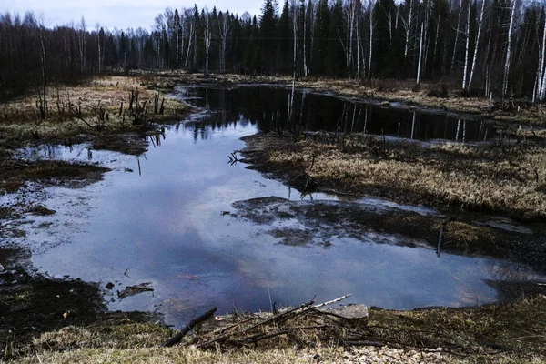 Bosque Pantano Otoño Medio Bosque Roto Pantano Entre Fragmentos Árboles — Foto de Stock